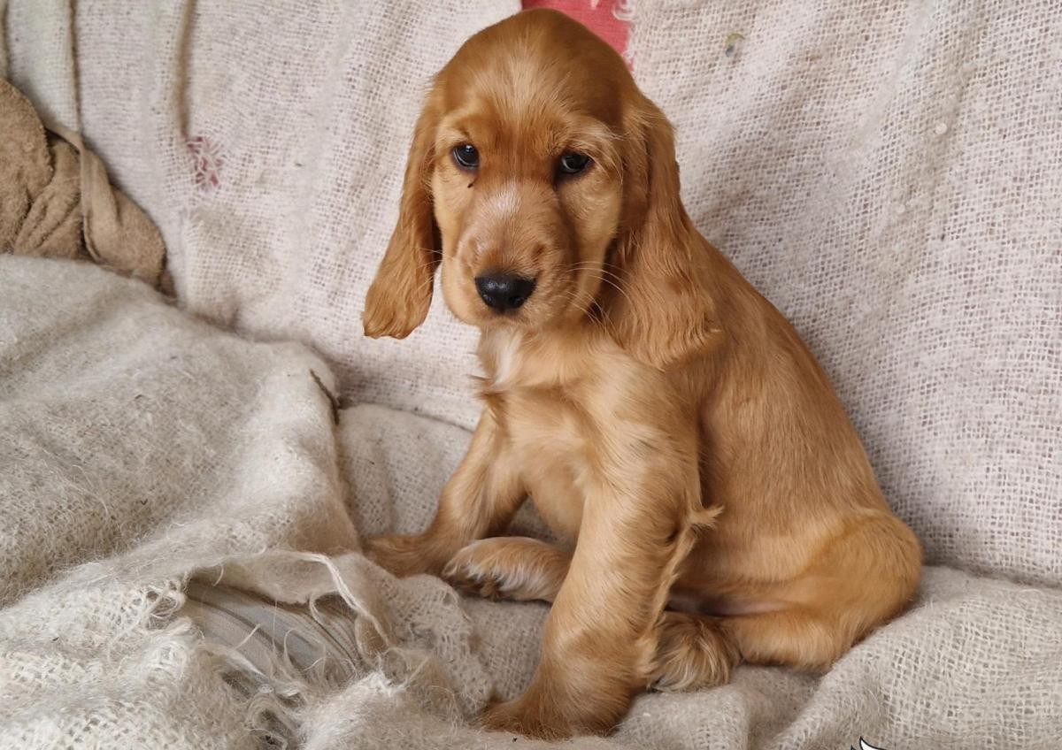 Golden Cocker Spaniel