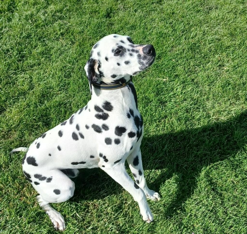 Apollo the Dalmatian stud dog