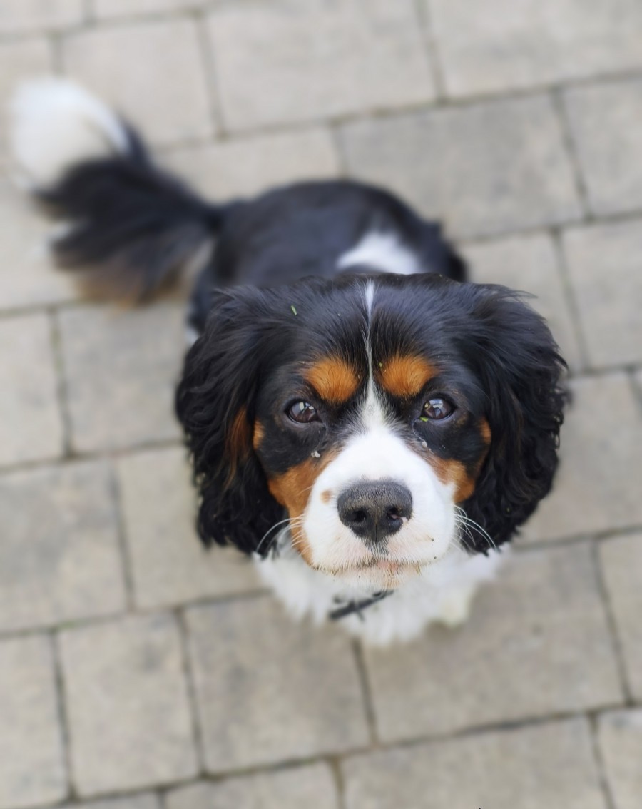 King Charles for Stud