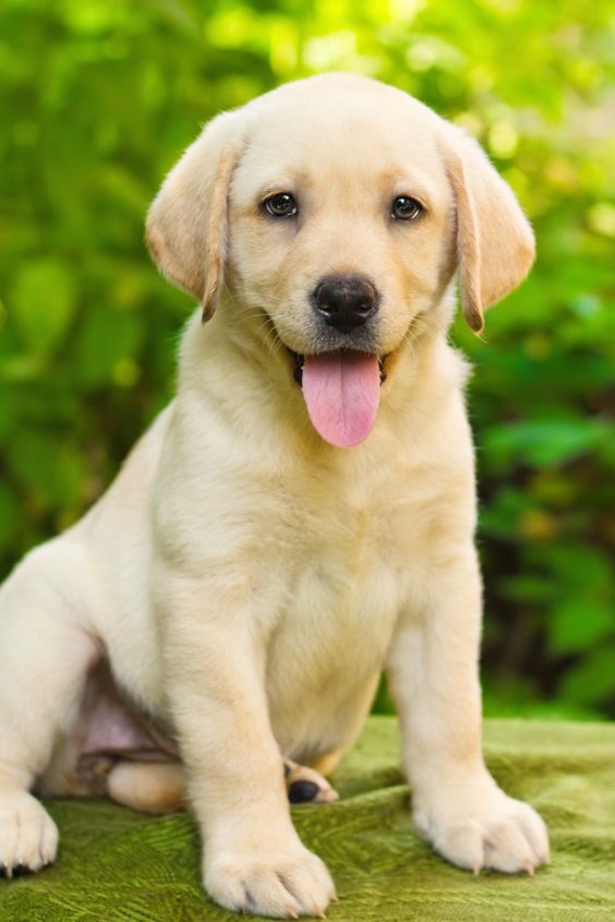 Labradour For Sales -3 Month Puppies