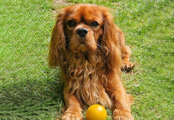 Happy Tail for stud (Cavalier King Charles Spaniel)