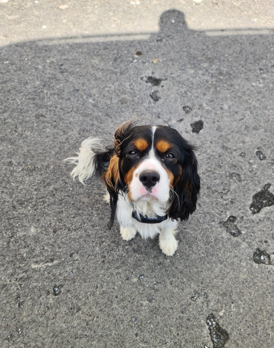 Top 5 Things Every Dog Breeder Should Know