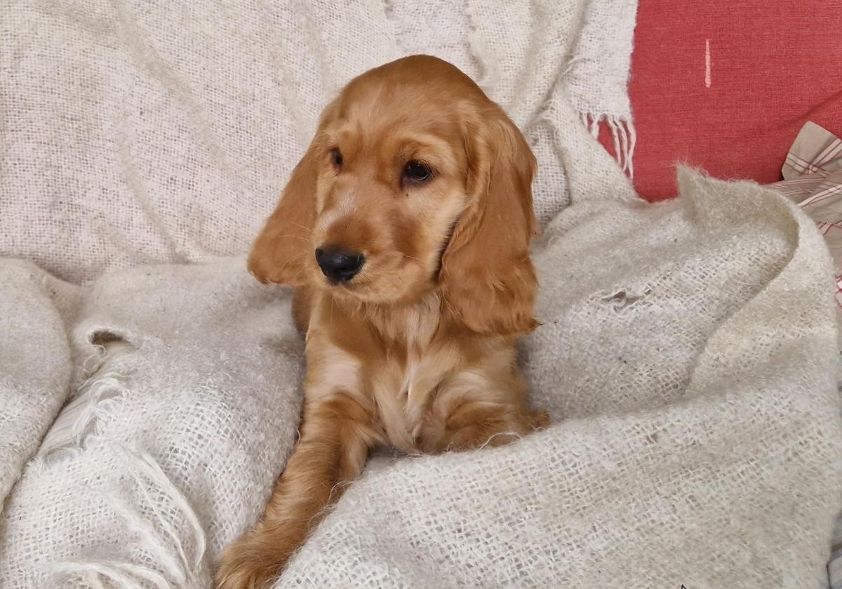 The Importance of Genetic Testing in Dog Breeding