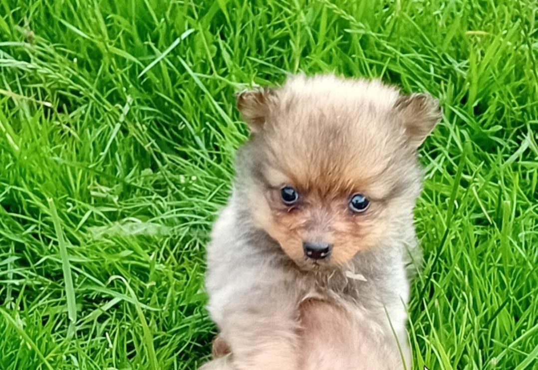 Preparing Your Home for a New Litter of Puppies